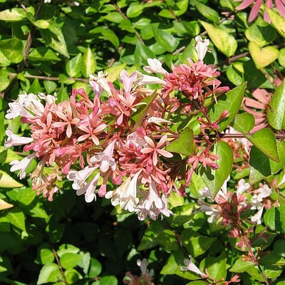 Abelia x Canyon Creek 