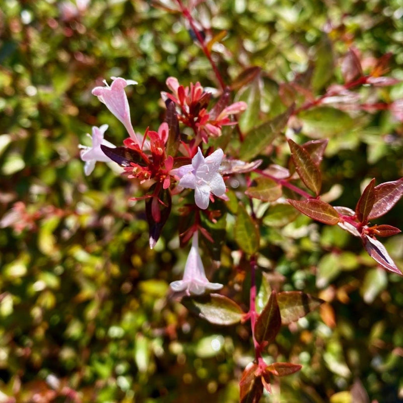 Abelia x grandiflora 