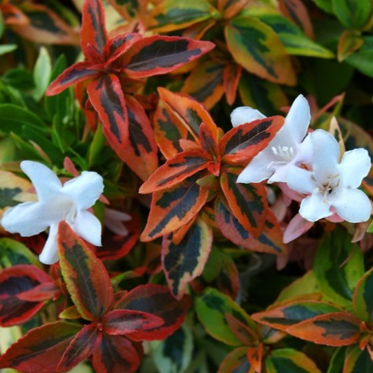 Abelia Kaleidoscope 