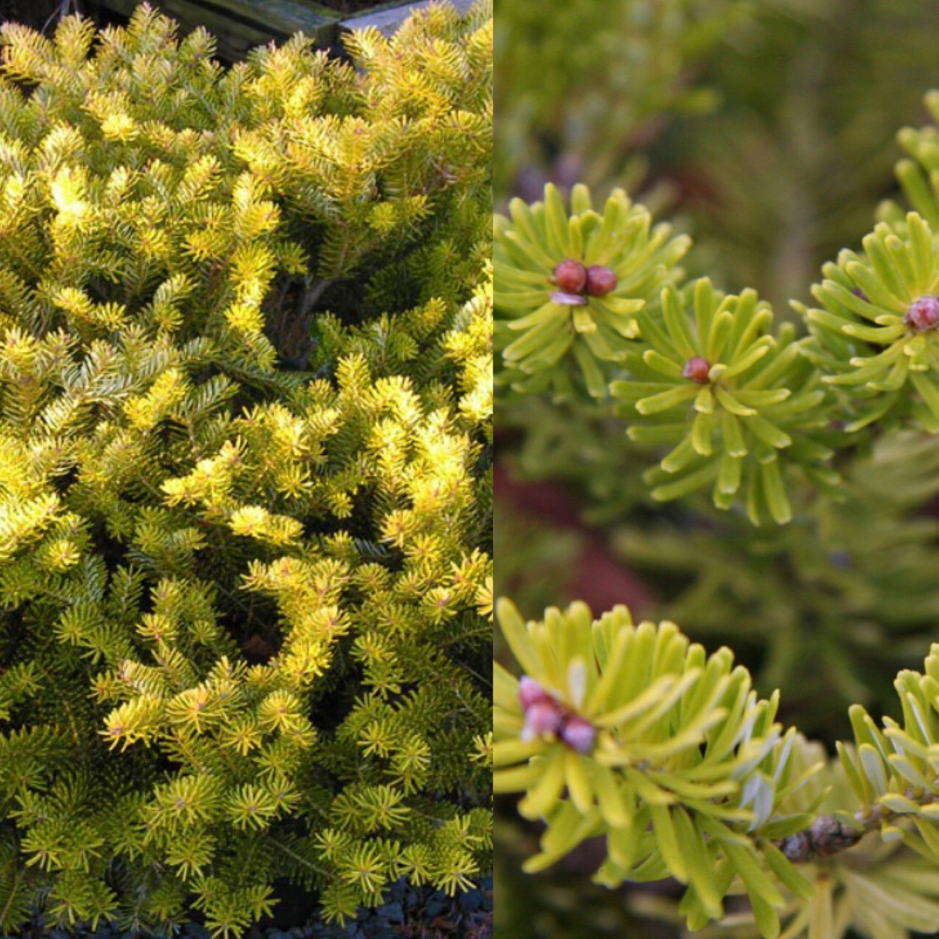 Abies koreana Golden Glow #3 – The Siebenthaler Company