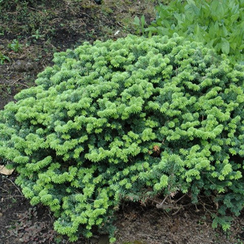 Abies balsa nana 