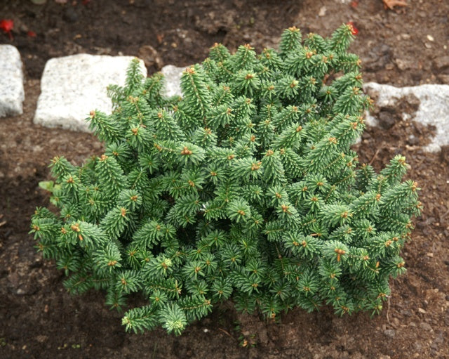 Abies balsa Piccolo 