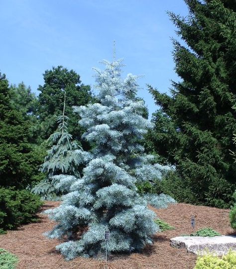 Abies concolor Blue Cloak 4&