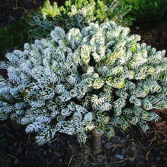 Abies koreana Ice Breaker 
