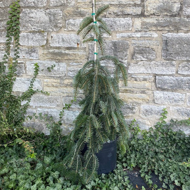 Abies nord pendula 