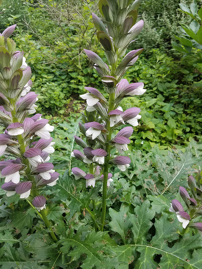Acanthus hungaricus 