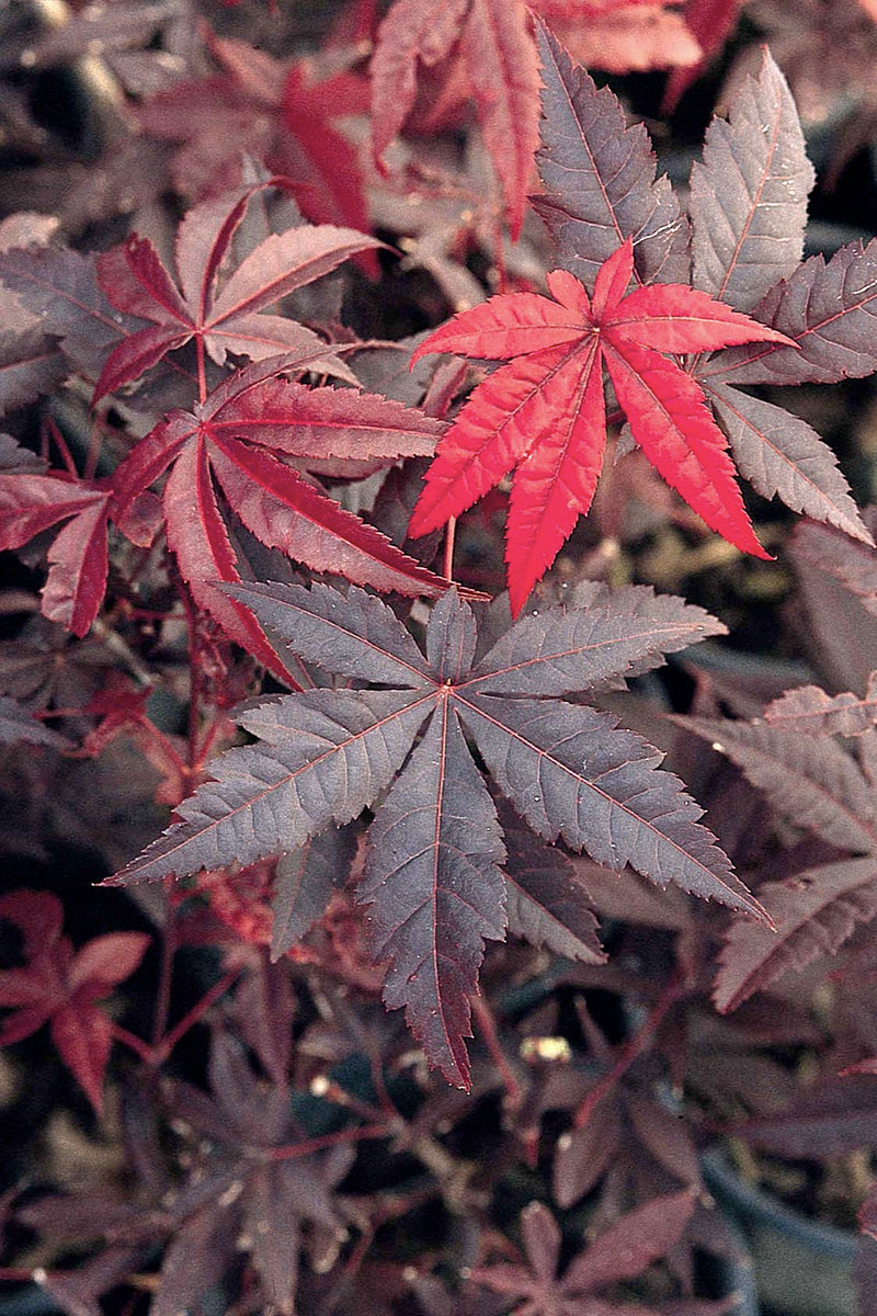 Acer palm Emperor 1 spec A