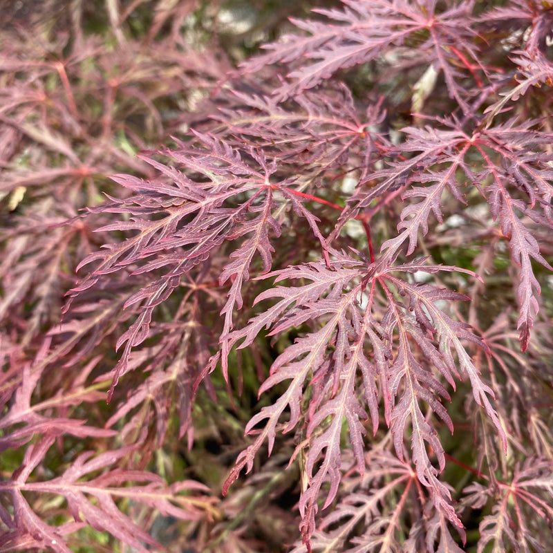 Acer palm Inaba Shidare 24"spd