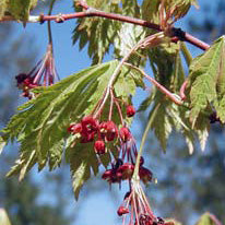 Acer jap Vitifolium 4&