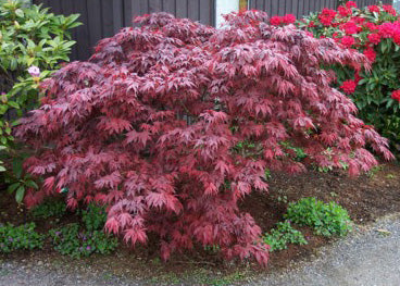 Acer palm Oregon Sunset 