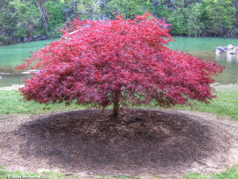 Acer palm Ever Red 