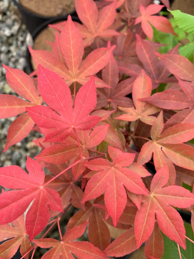 Acer palm Gable Glory 