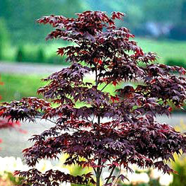 Acer palm Bloodgood 