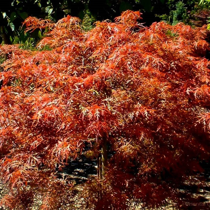 Acer palm Baby Lace 