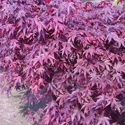 Acer palm Fireglow 