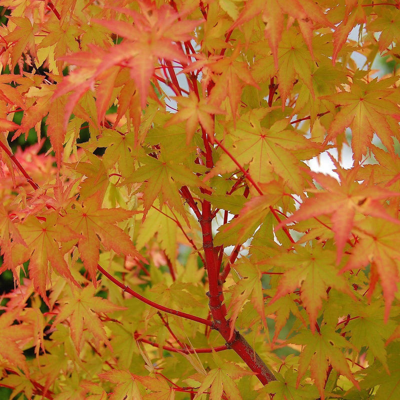 Acer palm Sango Kaku 