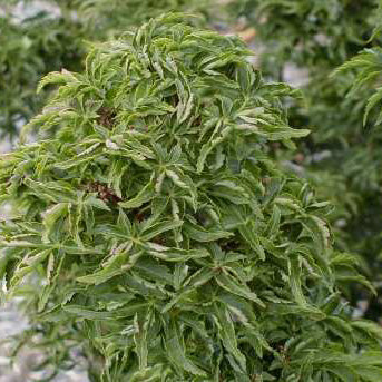 Acer palm Shishigashira 4&