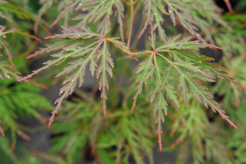 Acer palm Orangeola 30"spd