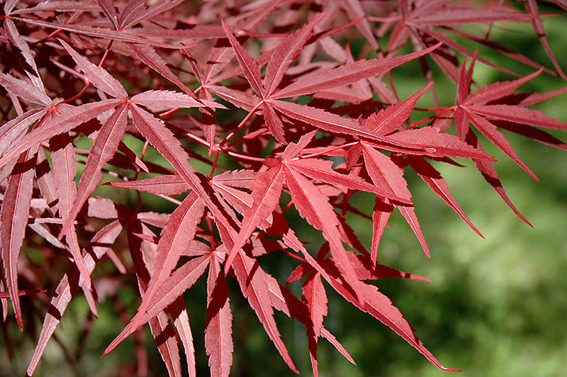 Acer palm Beni Otake 