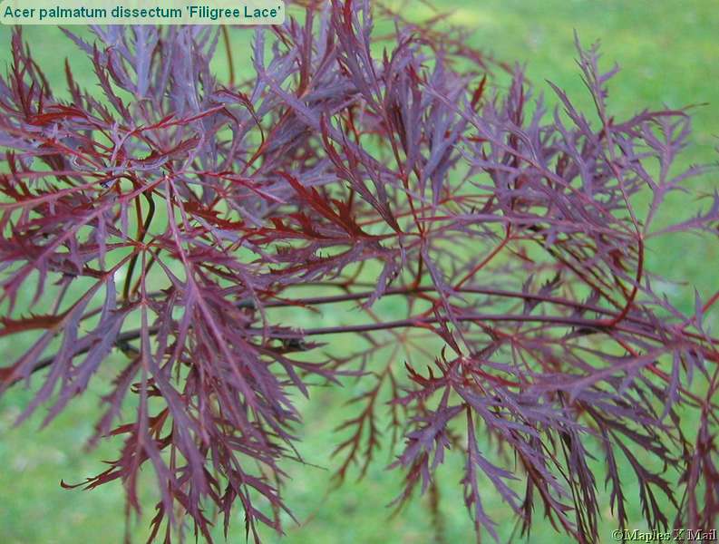 Acer palm Red Filigree Lace 