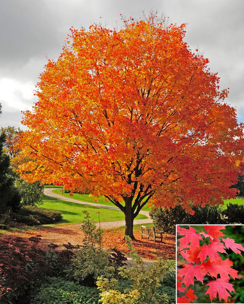 Acer saccharum 