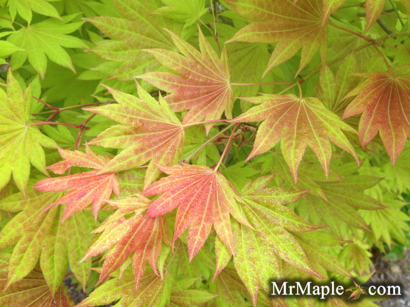 Acer shir Moonrise 