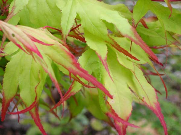 Acer palm Tsuma gaki 