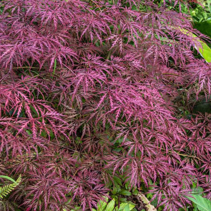 Acer palm Crimson Queen 