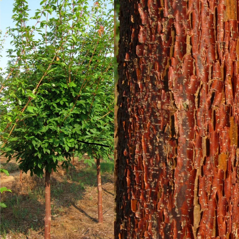 Acer griseum Cinnamon Girl 