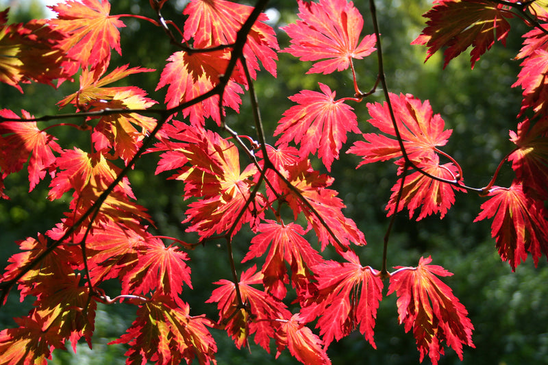 Acer jap Aconitifolium 