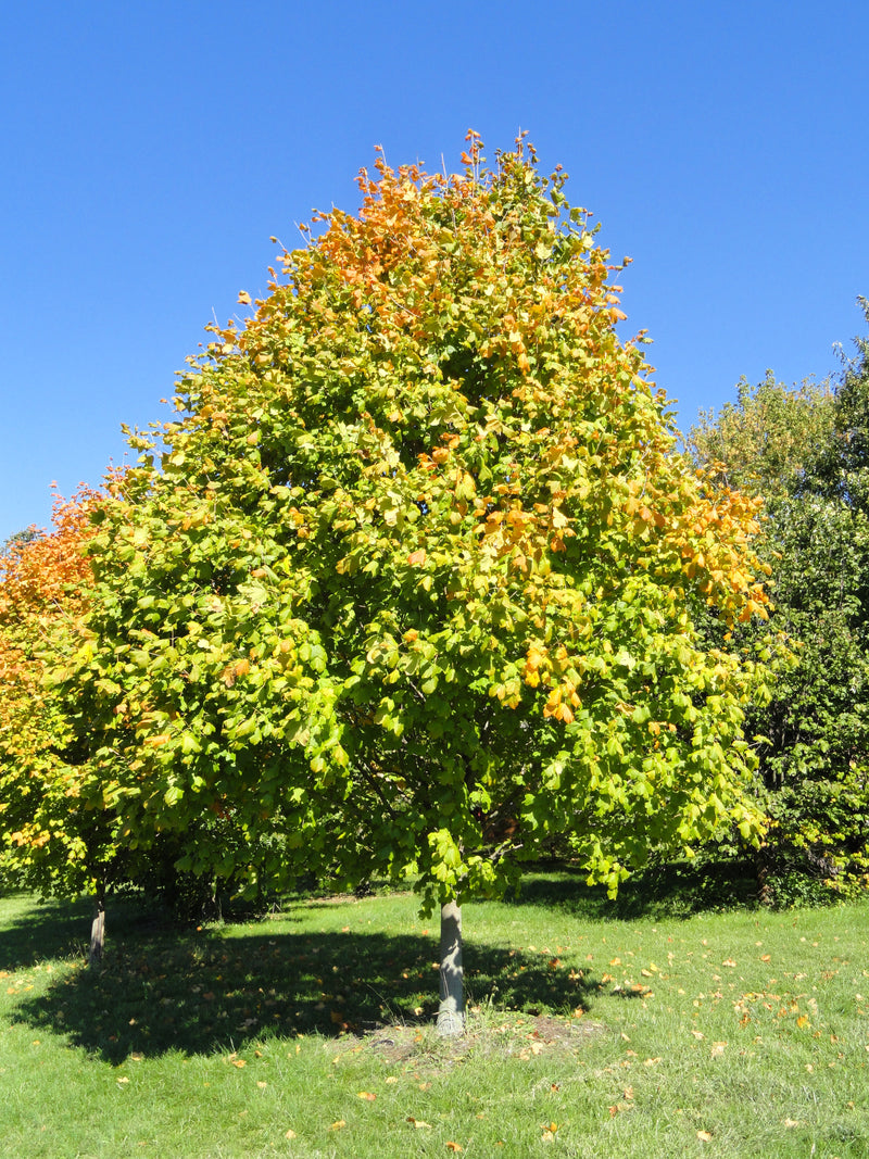 Acer nigrum 