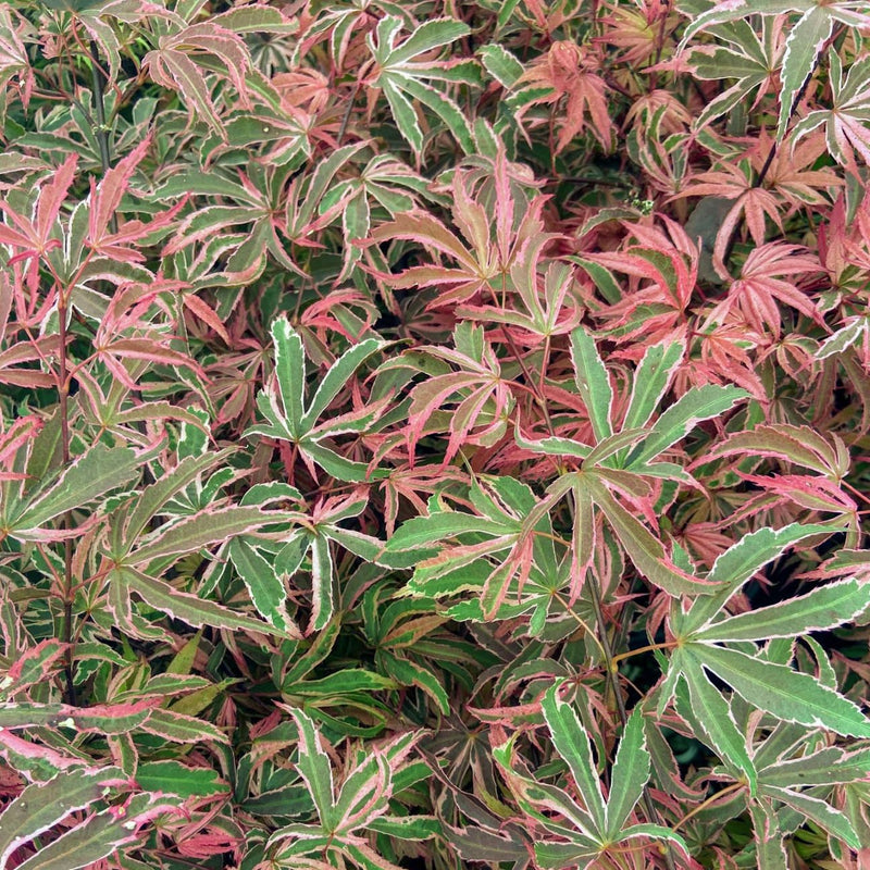 Acer palm Geisha Gone Wild 