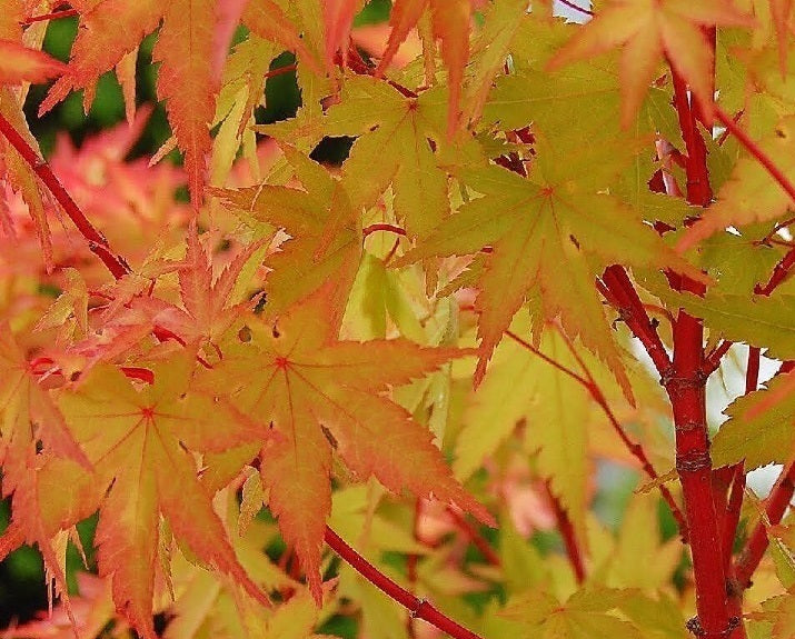 Acer palm Little Sango 