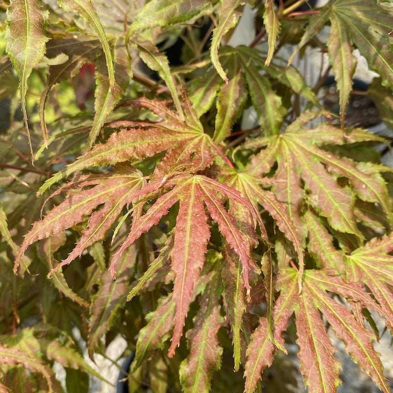 Acer palm Mikazuki 