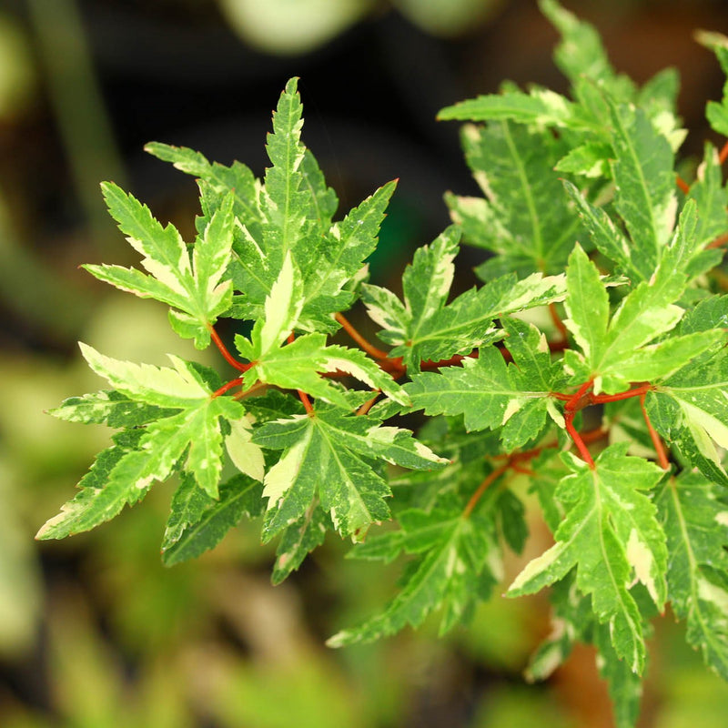 Acer palm Ryugu 