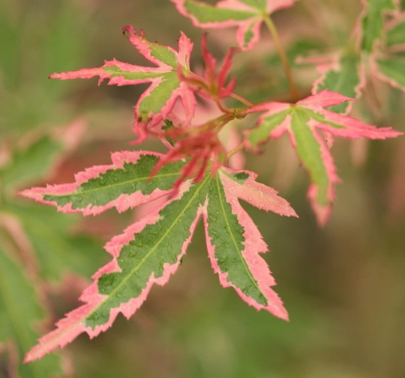 Acer palm Taylor 