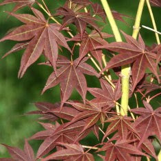 Acer palm Tsukushi gata 