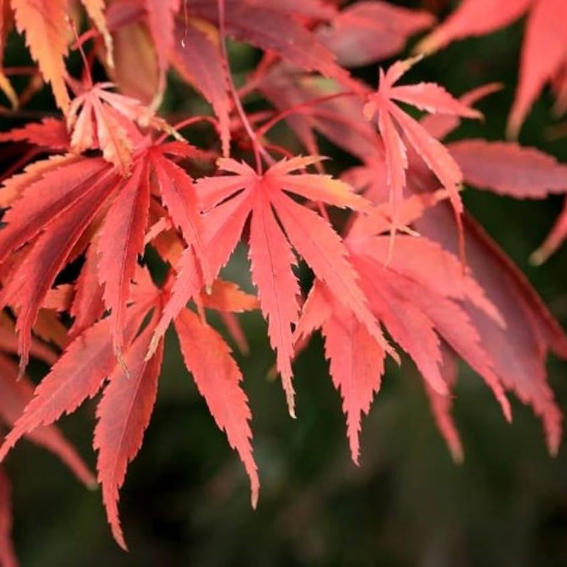 Acer palm Wakehurst Pink 