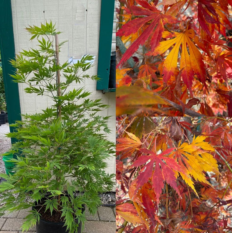 Acer palm Omure yama 