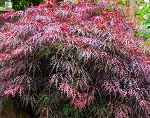 Acer palm Red Select 24" spd