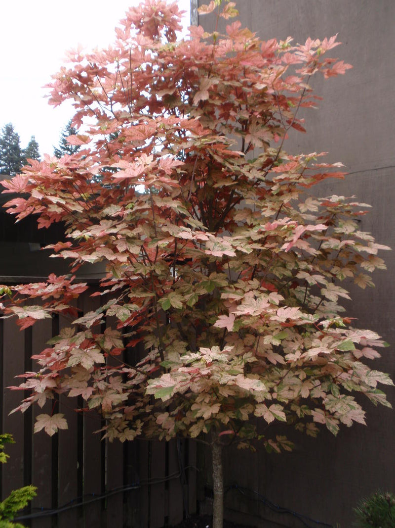 Acer pseudo Eskimo Sunset 4&