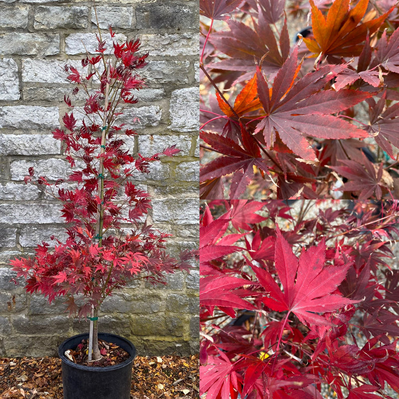 Acer palm Sherwood Flame 