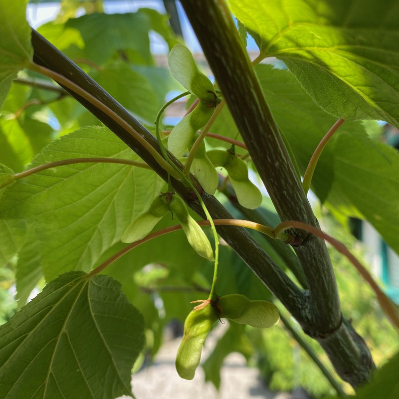 Acer teg White Tigress 