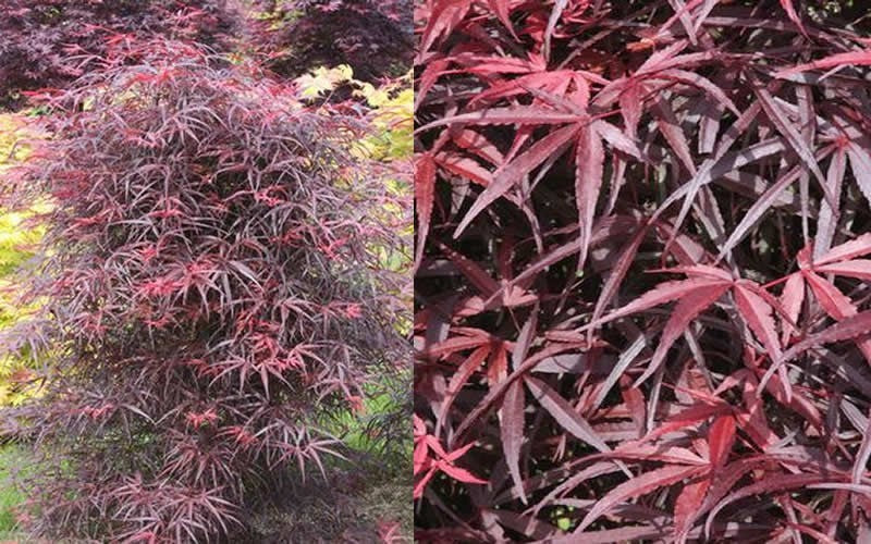 Acer palm Hubb&