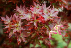 Acer palm Ruby Stars 