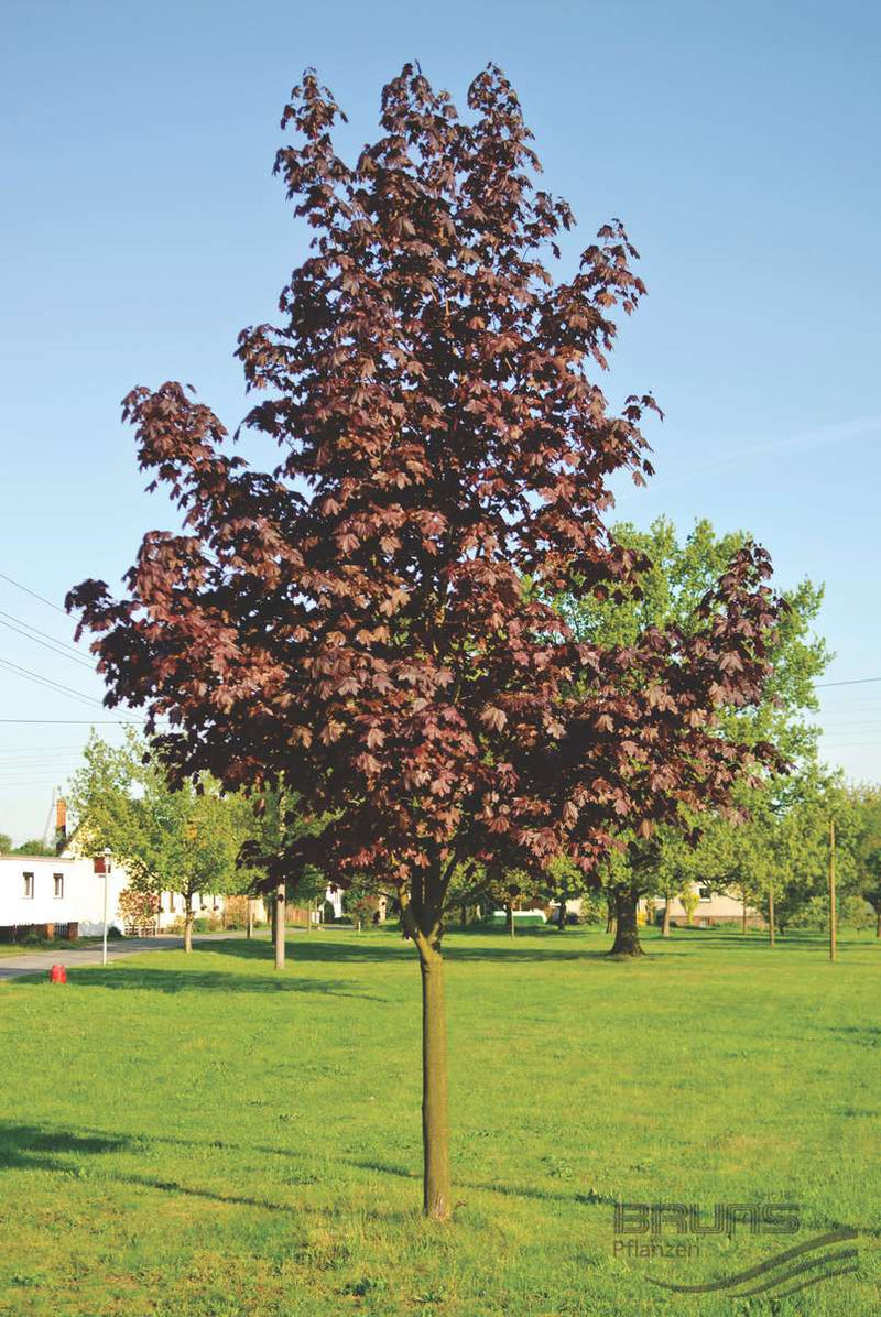 Acer plat Royal Red 