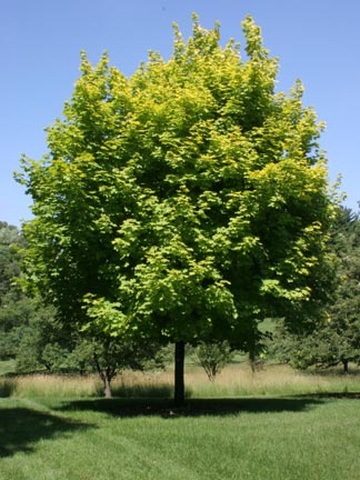 Acer plat Princeton Gold 