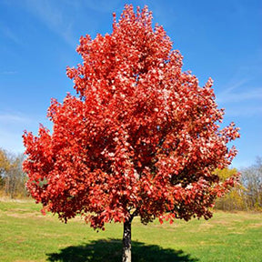 Acer r Brandywine 