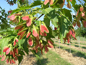 Acer g Ruby Slippers 