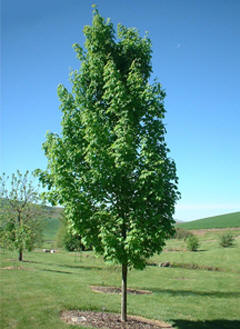 Acer s Endowment 2.5"